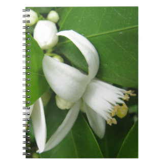 Cuaderno Naranja Blossom