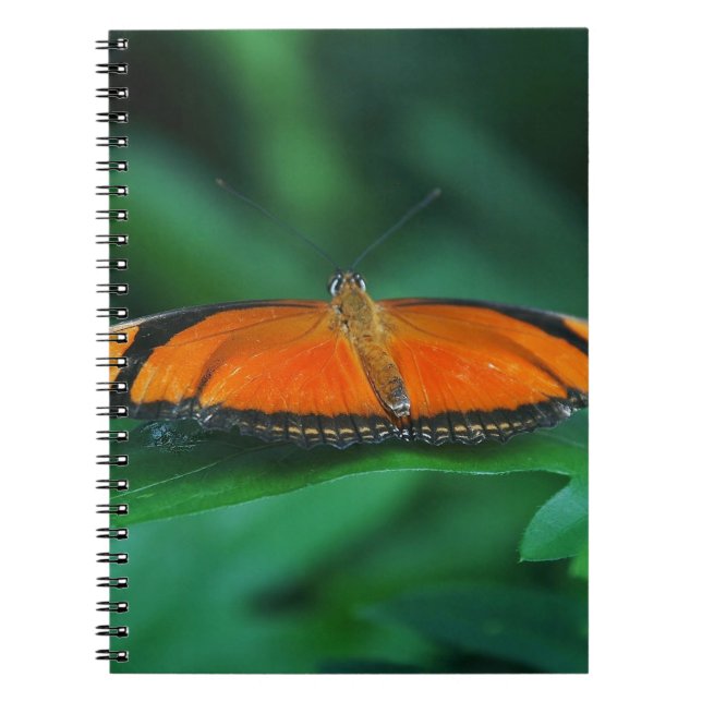 Cuaderno Naranja brillante y mariposa negra en hoja (Frente)