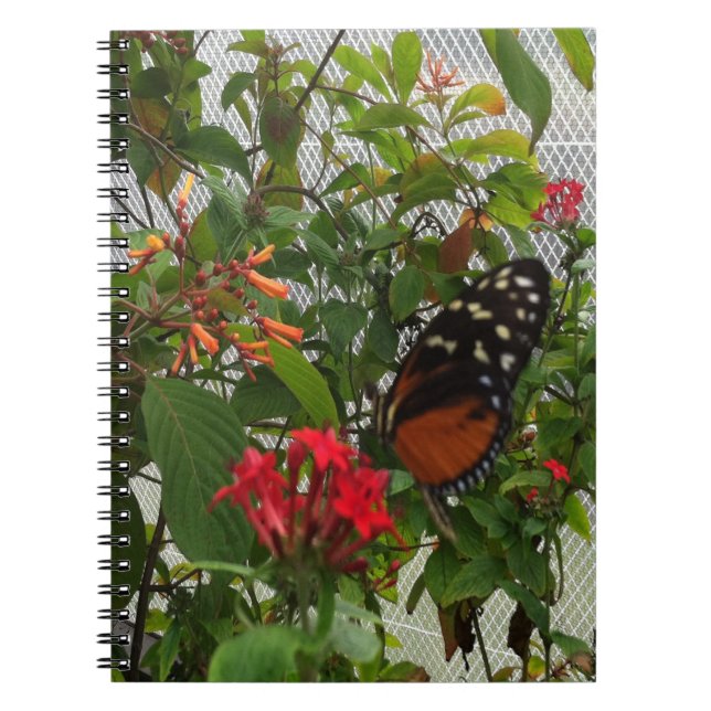 CUADERNO NARANJA BUTTERFLY (Frente)