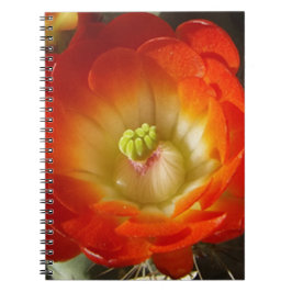 Cuaderno Naranja-Cactus-flor