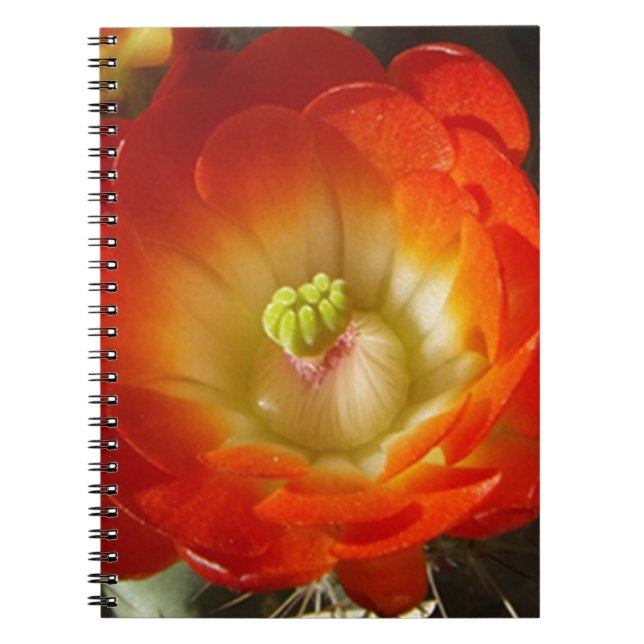 Cuaderno Naranja-Cactus-flor (Frente)