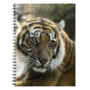 Cuaderno Naranja con rayas negras foto de tigre de Bengala