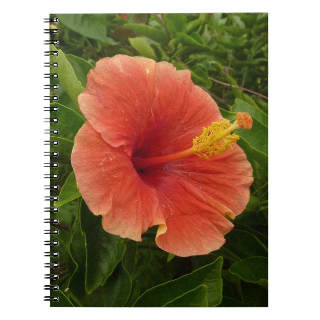 Cuaderno Naranja Hibiscus Flower Tropical Floral (Frente)