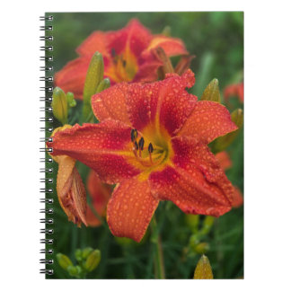 Cuaderno Naranja Lily