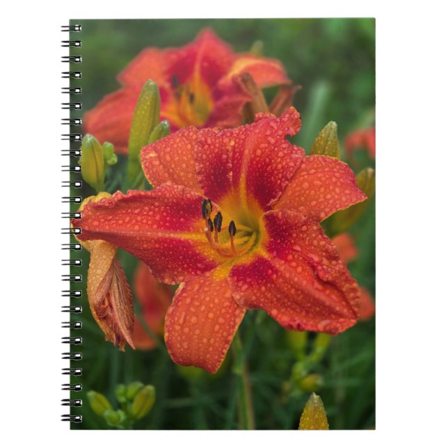 Cuaderno Naranja Lily (Frente)