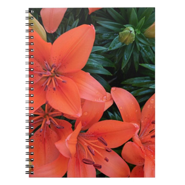 Cuaderno Naranja Lily (Frente)