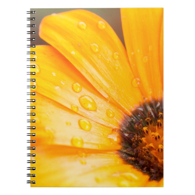 Cuaderno Naranja Primavera Flash Daisy Fotografía de Clausu (Frente)
