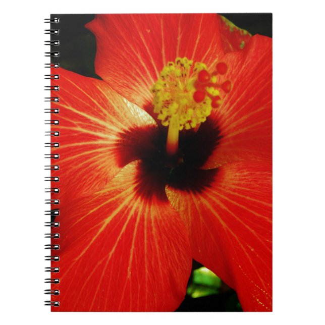 Cuaderno Naranja rojo brillante Hibiscus Flower (Frente)