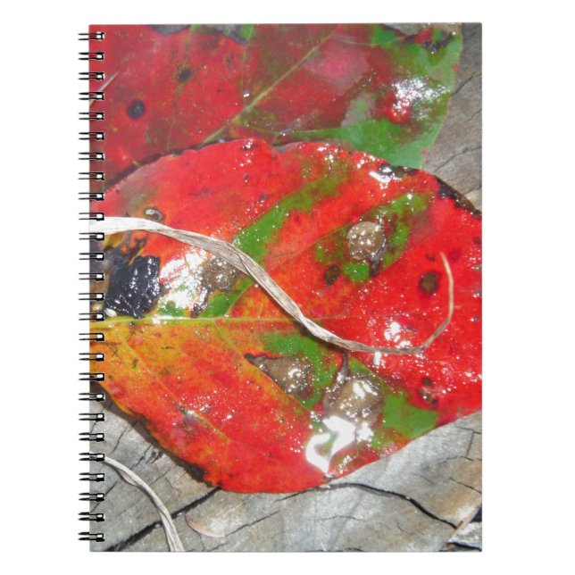 Cuaderno Naranja, rojo, verde, hoja de otoño amarilla (Frente)