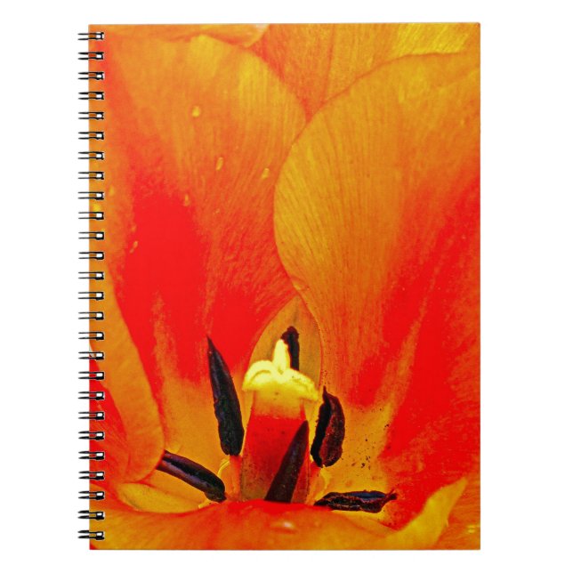 Cuaderno Naranja Tulip (Frente)
