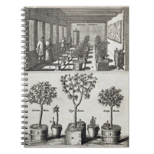 Cuaderno Naranjal, de "De Nederlandze Hesperides" en enero