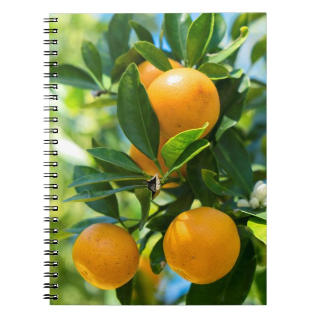 Cuaderno Naranjo en fruto (Frente)