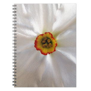 Cuaderno narciso blanco perla