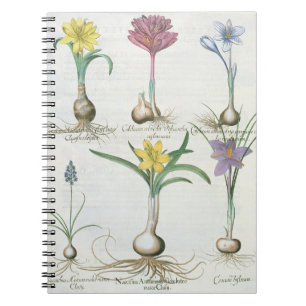 Cuaderno Narcisos, azafranes y jacinto: autum 1.Narcissus
