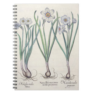 Cuaderno Narcisos: purpureus del medio del maximus