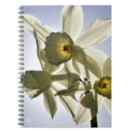 Cuaderno Narcissen die bloeien met een lente blauwe lucht 