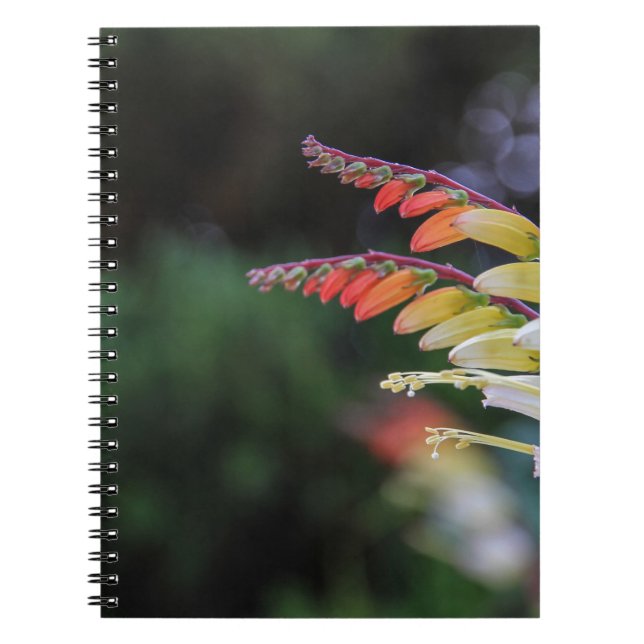 Cuaderno Natural (Frente)