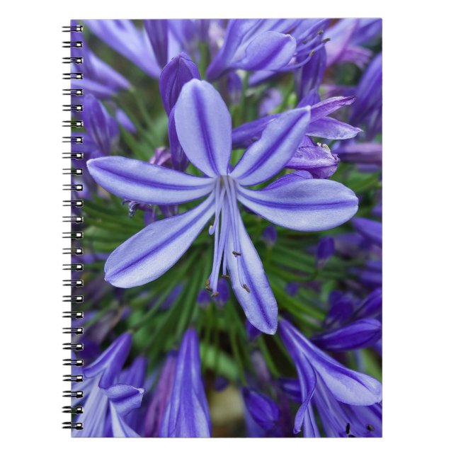 Cuaderno Natural Beauty: Vibrant Purple Flowers in the SAPA (Frente)