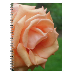 Cuaderno Naturaleza de la flor del Rosa de la maceta
