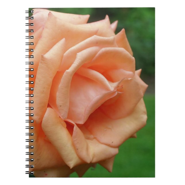 Cuaderno Naturaleza de la flor del Rosa de la maceta (Frente)