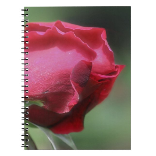 Cuaderno Naturaleza de las flores rosebudas rojas (Frente)