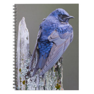 Cuaderno Nido de macho de golondrina purpúrea sobre el lago