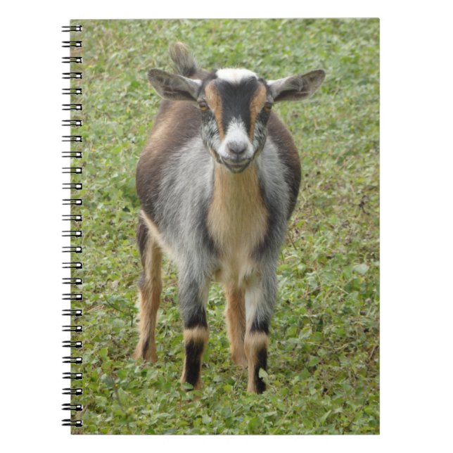 Cuaderno Nigeriana Dwarf Dairy Goat Kid (Frente)