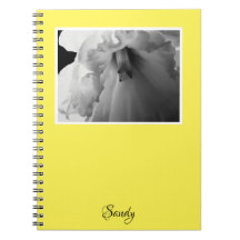 Nombre Daffodil Fotografía en blanco y negro