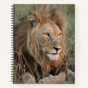 Cuaderno Nombre personalizado de Chill Lion