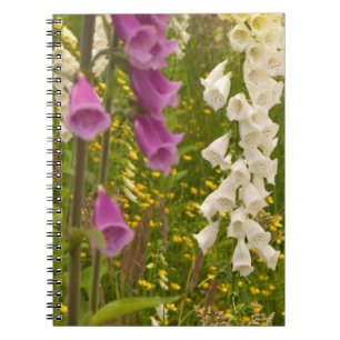 Cuaderno Norteamérica, Canadá, Islas de la Reina Carlota, 5