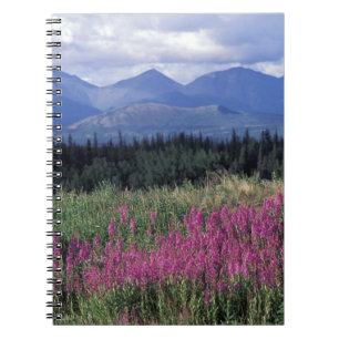 Cuaderno Norteamérica, Canadá, Yukón. Epilobio florece