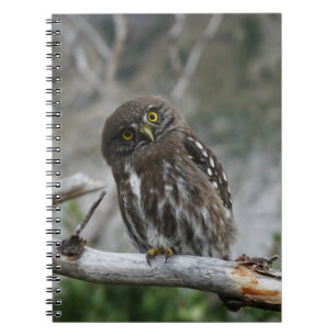 Cuaderno Northern Pygmy Owl Notebook