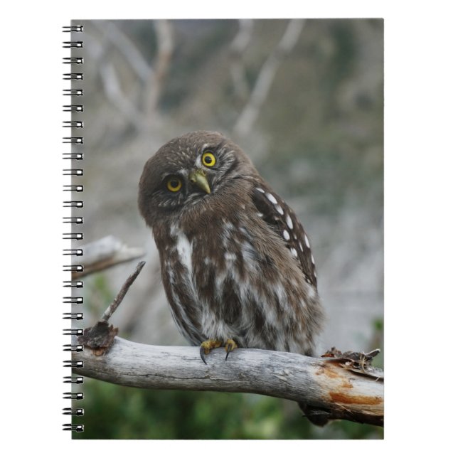 Cuaderno Northern Pygmy Owl Notebook (Frente)