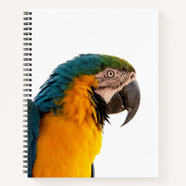 Cuaderno Notas adhesivas de loro (Anverso)