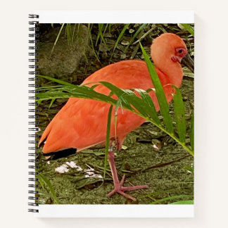 Cuaderno notebook
