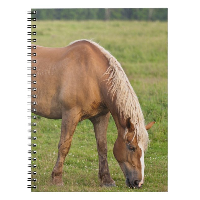 Cuaderno Nueva Brunswick, Canadá. Caballo en el campo. (Frente)