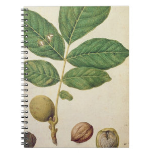 Cuaderno Nuez, c.1568 (w/c en el papel)