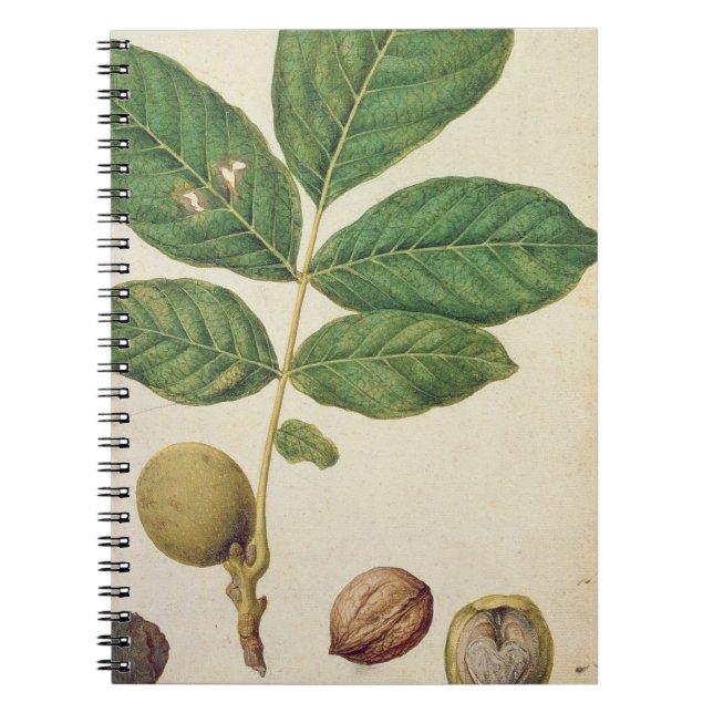 Cuaderno Nuez, c.1568 (w/c en el papel) (Frente)