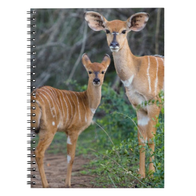 Cuaderno Nyala (Tragelaphus Angazii) con cría, Ndumo (Frente)