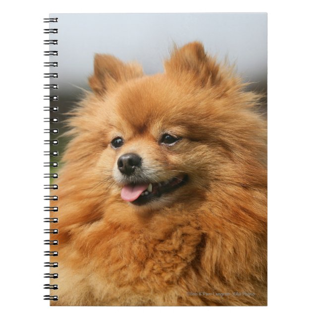 Cuaderno Observación de Pomeranian (Frente)