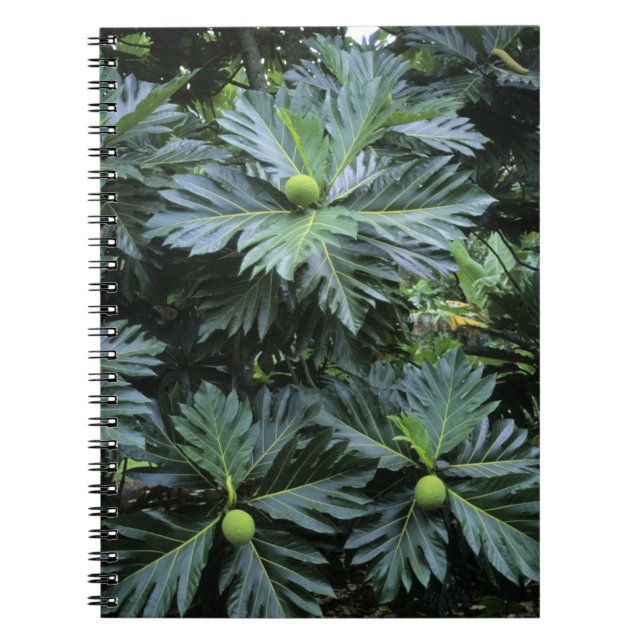 Cuaderno Oceanía, Pacífico Sur, Polinesia Francesa, (Frente)