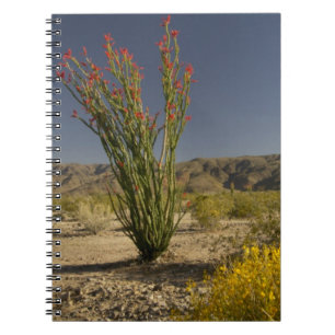 Cuaderno Ocotillo y senna desierta