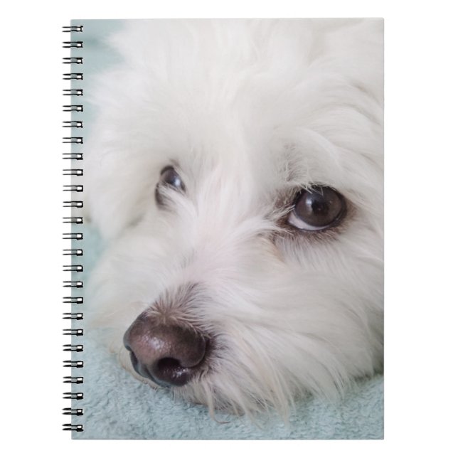 Cuaderno Ojos de Tulear Puppy del algodón (Frente)