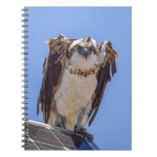 Cuaderno Ojos del águila pescadora