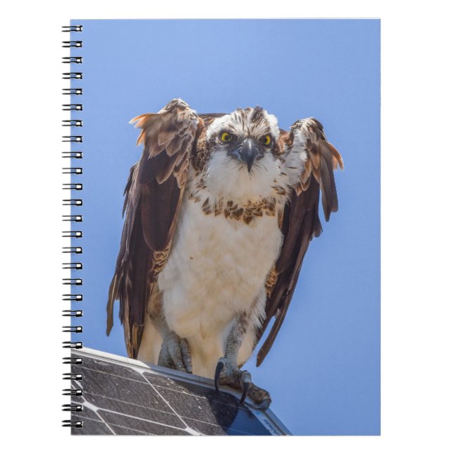 Cuaderno Ojos del águila pescadora (Frente)