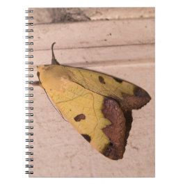 Cuaderno Ophiusa tirhaca, la apagada verde