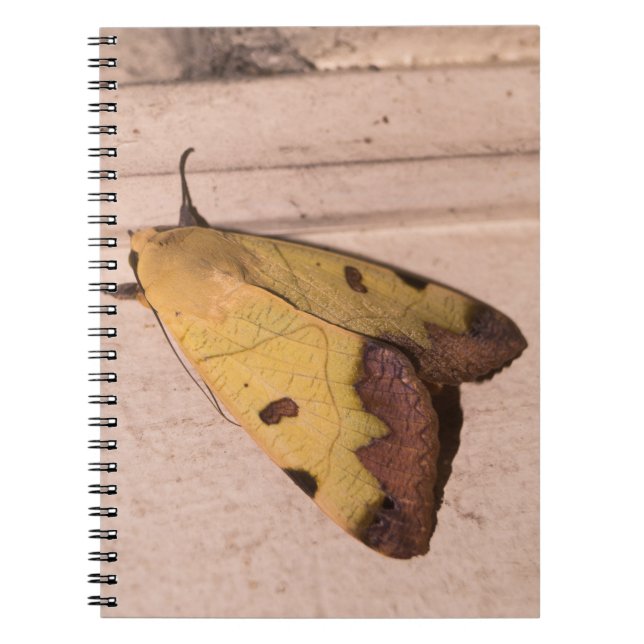 Cuaderno Ophiusa tirhaca, la apagada verde (Frente)