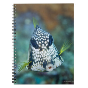 Cuaderno Opinión subacuática el Trunkfish liso (Lactophry