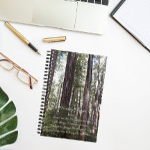 Oración inspiradora de Serenidad Bosque Sunlit