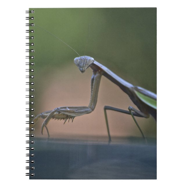 Cuaderno Orando a Mantis (Frente)